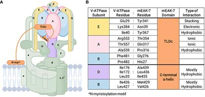 Targeting of lysosomal-bound protein mEAK-7 for cancer therapy